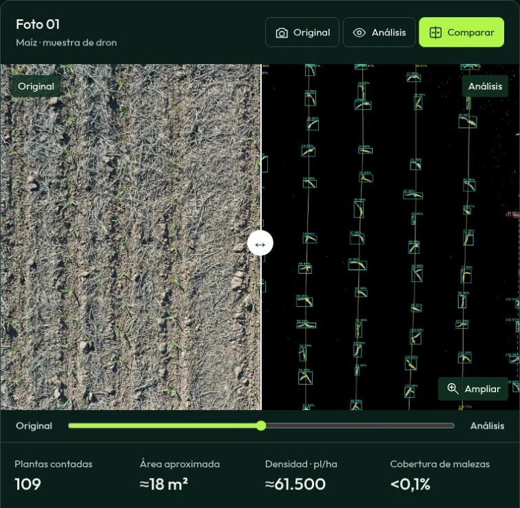 Muestra real: foto de maíz original, plantas marcadas y métricas del informe
